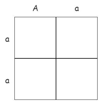 How to do Punnett Squares A