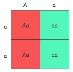 How to do Punnett Squares - B